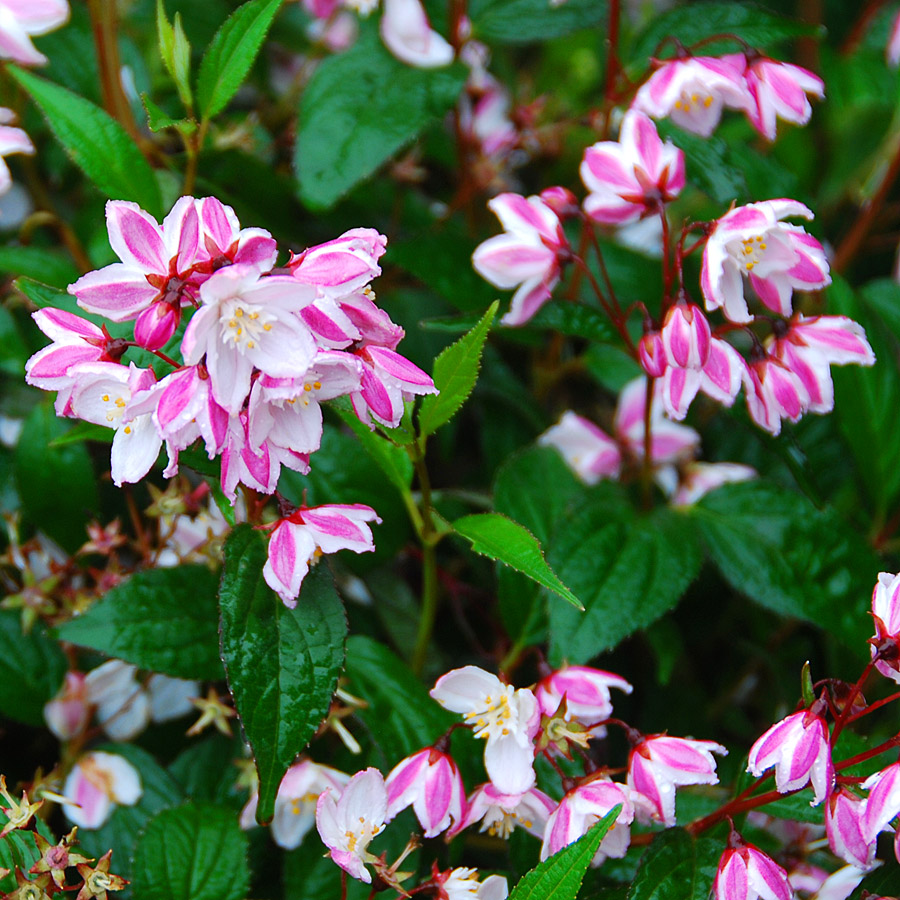 Deutzia x hybrida 'Pink Pompom'