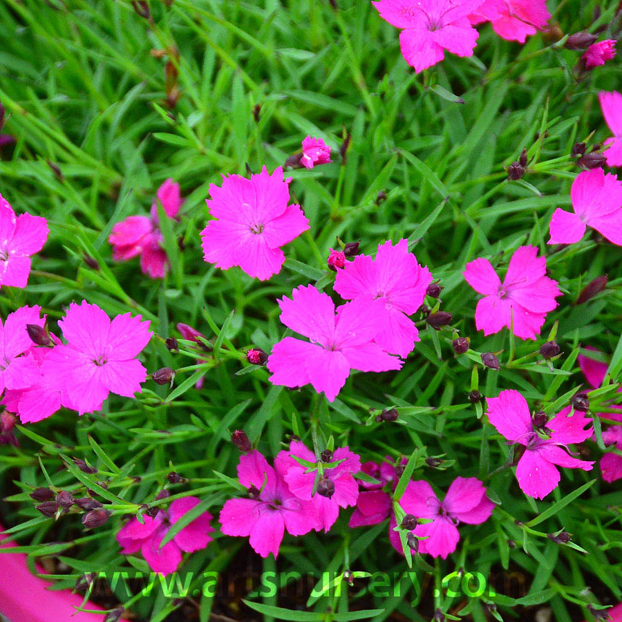 Dianthus 'Key Lime Pie'