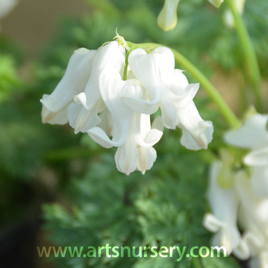 Dicentra ‘Ivory Hearts’