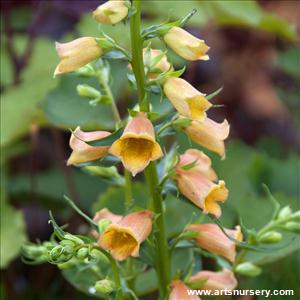 Digitalis Goldcrest