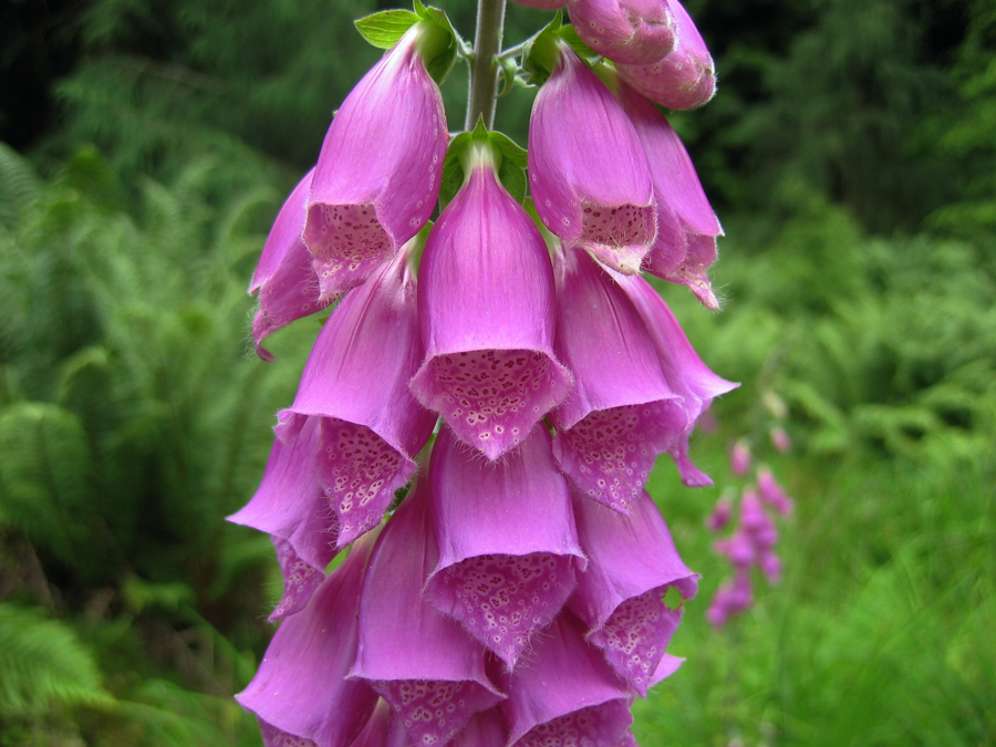 Digitalis purpurea dal. Purple Improved 