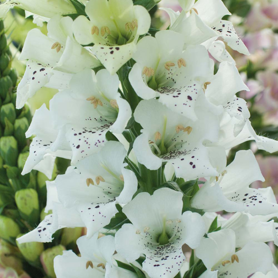 Digitalis purpurea 'Snowy Mountain'