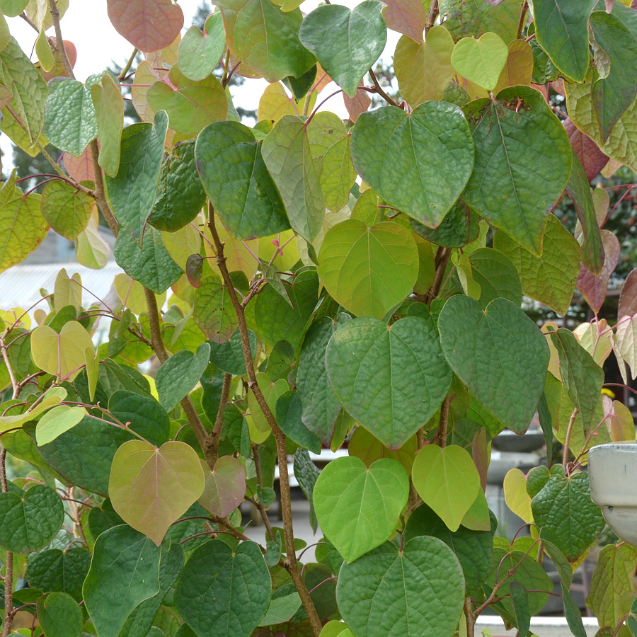 Disanthus cercidifolius