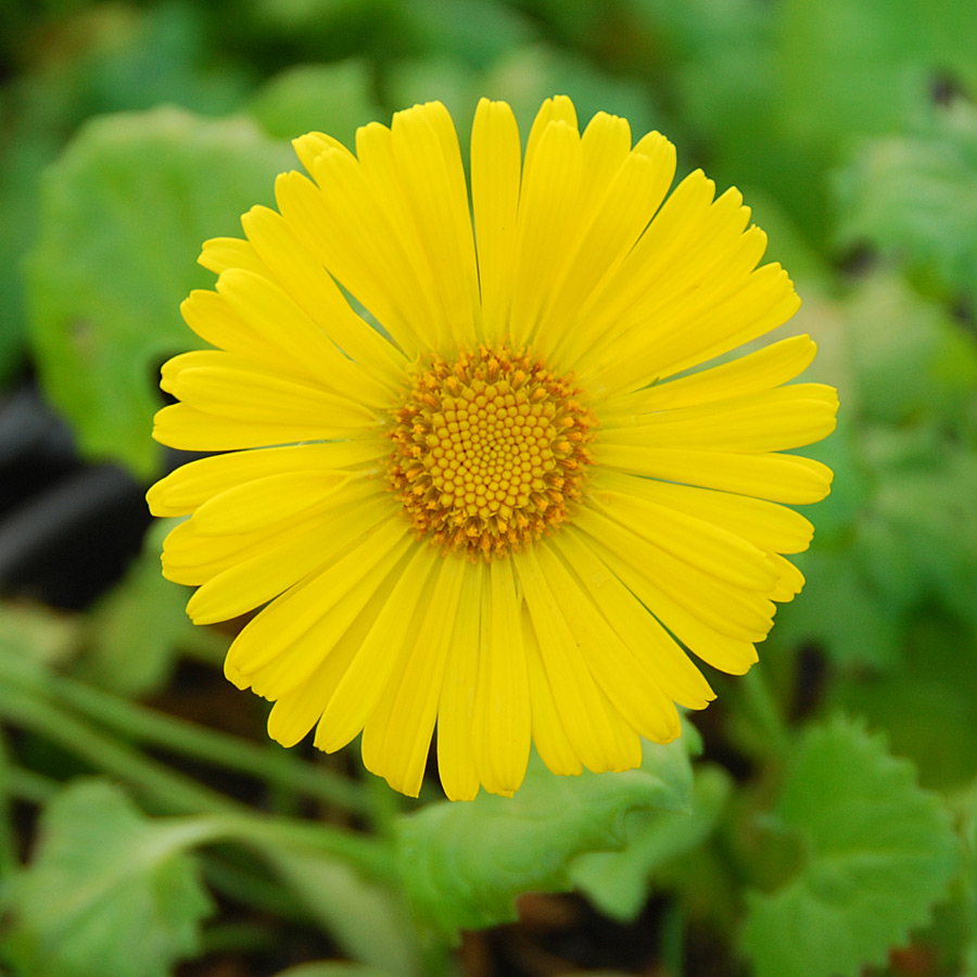 Doronicum 'Little Leo'