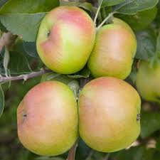 Malus 'Bramley's Seedling' (MID) 