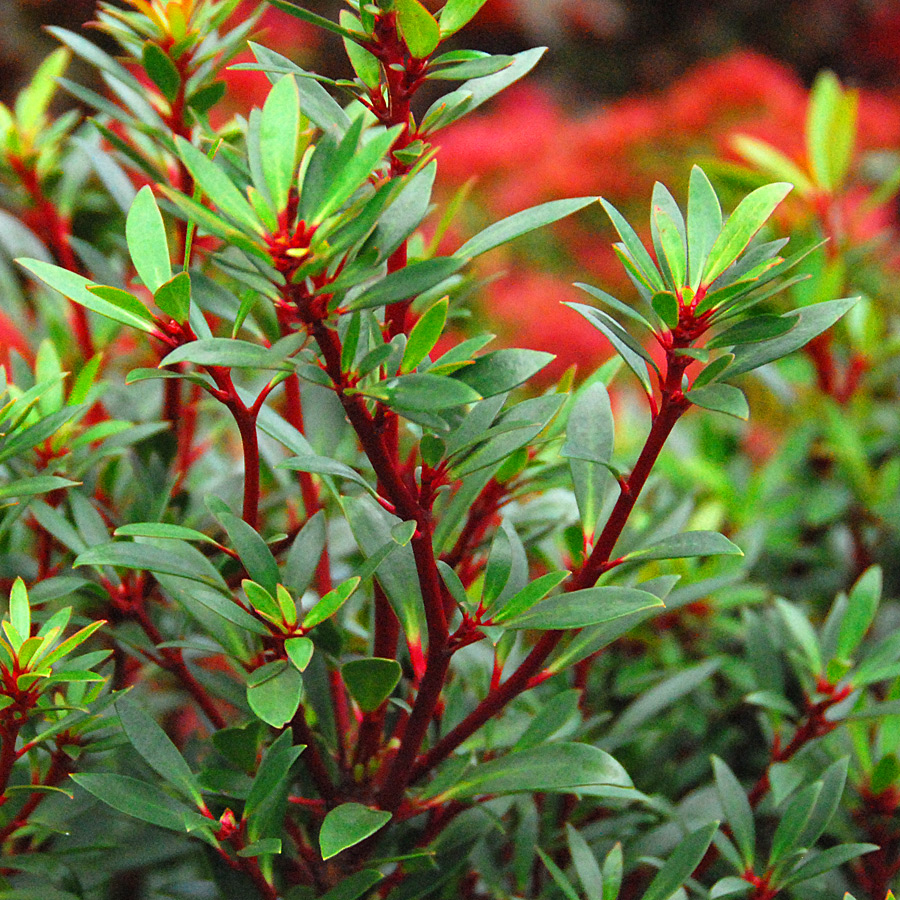 Drimys lanceolata