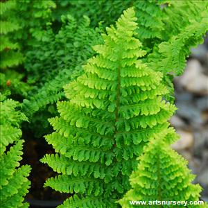 Dryopteris aus. (filix-mas) crispa