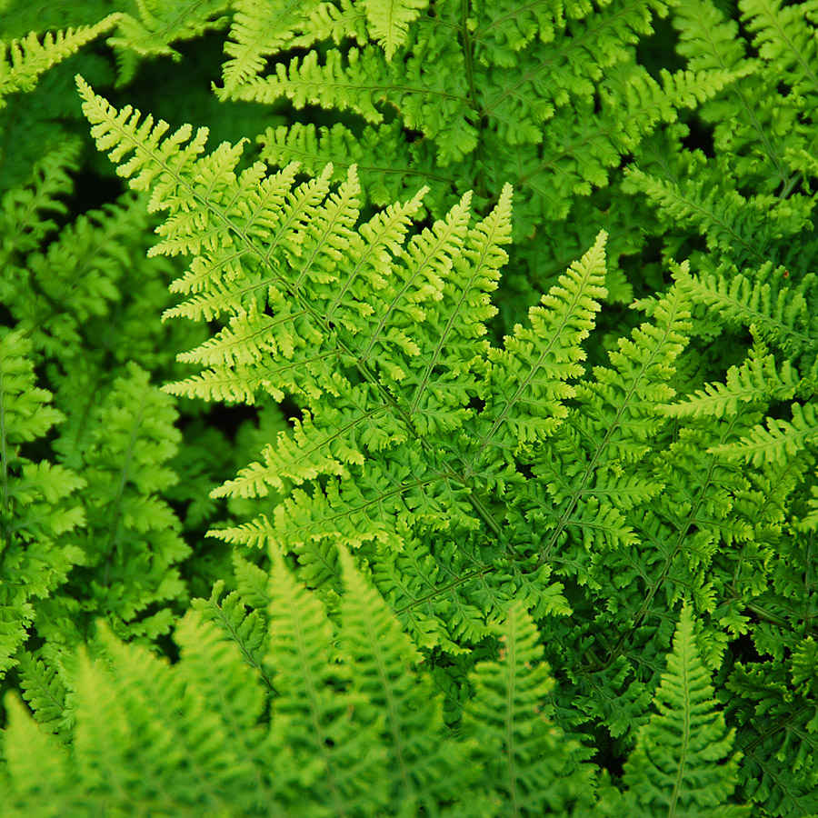 Dryopteris aust. 'Crispa Whiteside'  