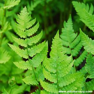 Dryopteris clintoniana