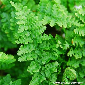 Dryopteris felix-mas 'Barnesii'