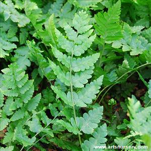 Dryopteris goldiana