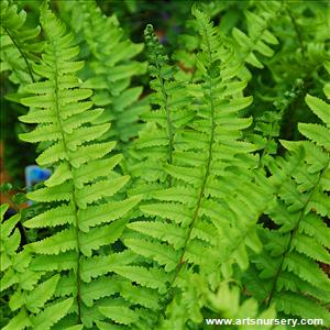 Dryopteris tokyoensis