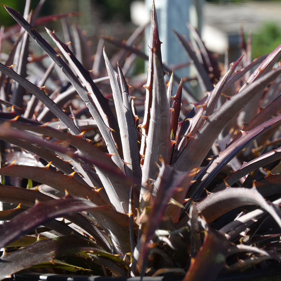 Dyckia 'Burgandy Ice'