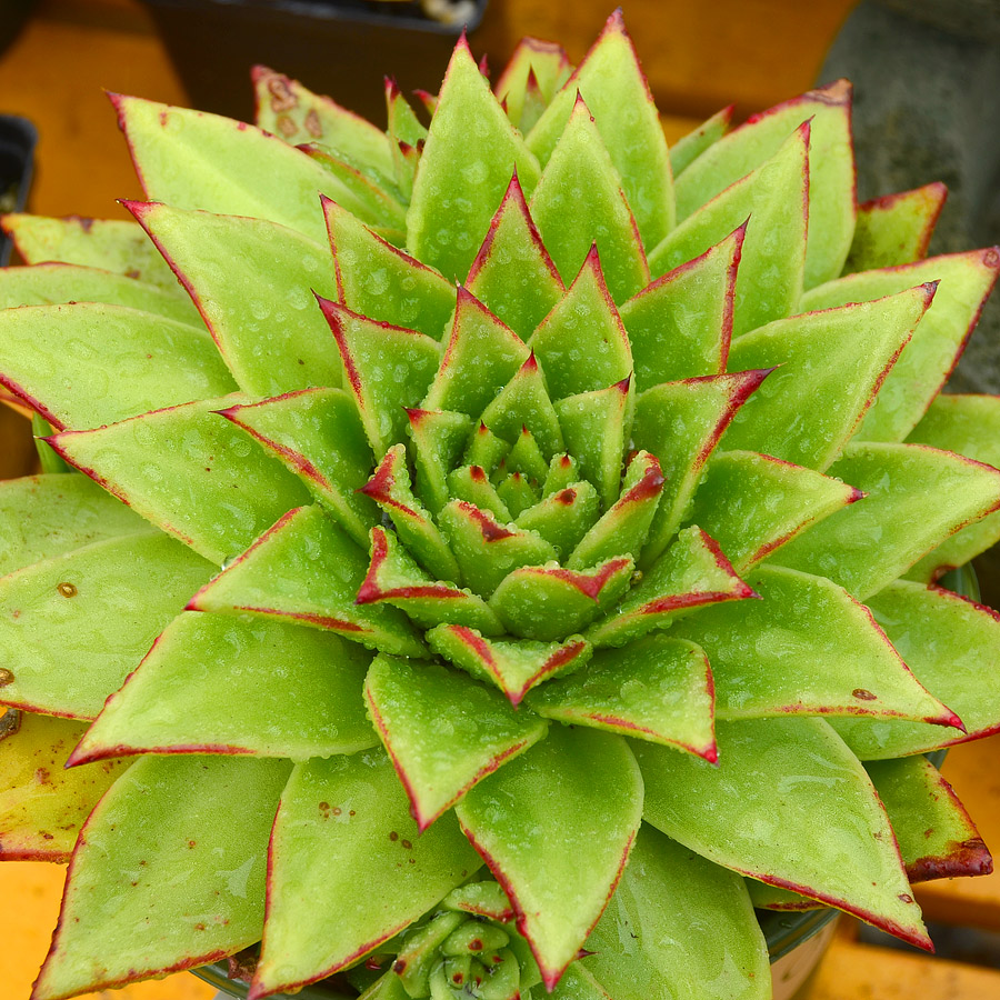 Echeveria agavoides 'Lipstick'