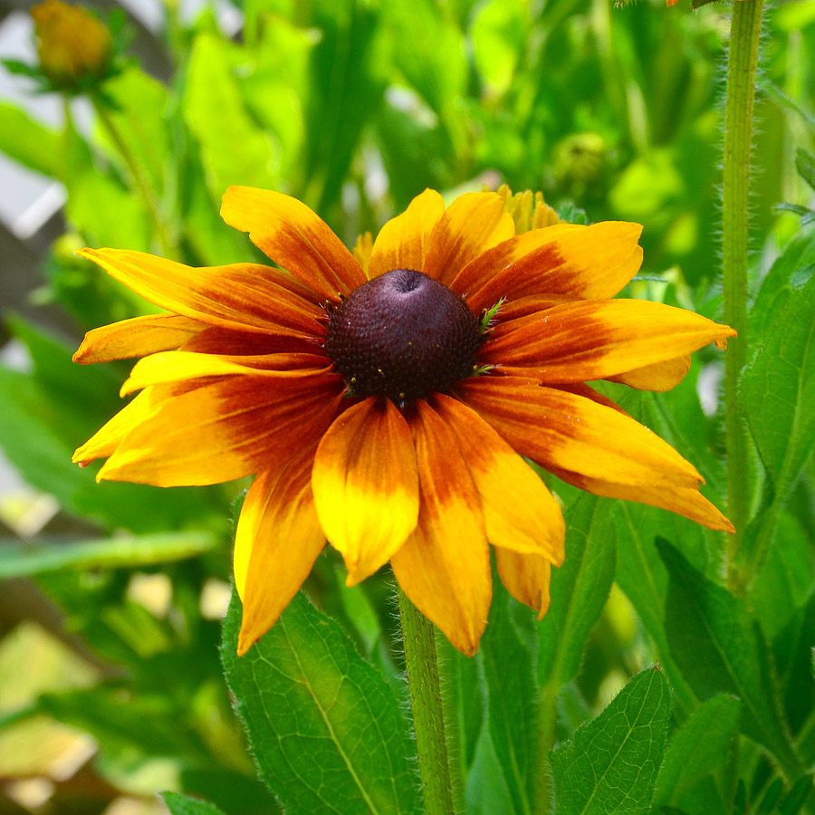 Echibeckia Summerina