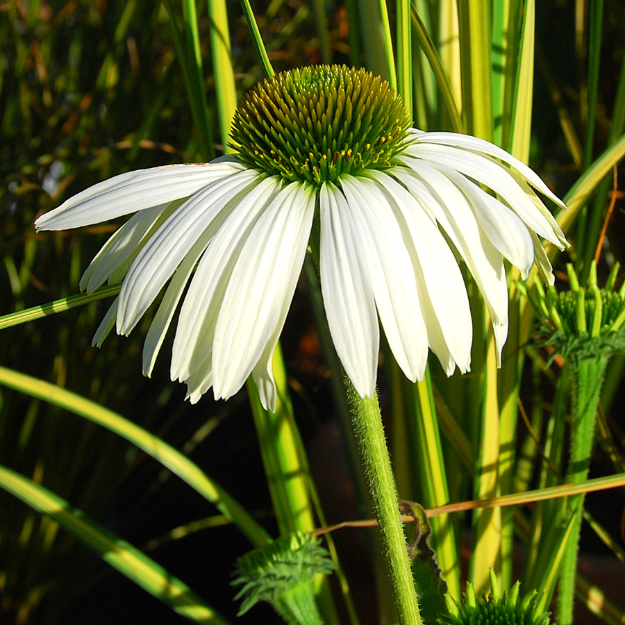 Echinacea purpurea ‘Baby Swan White’