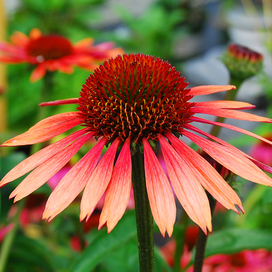 Echinacea Sombrero 'Adobe Orange'