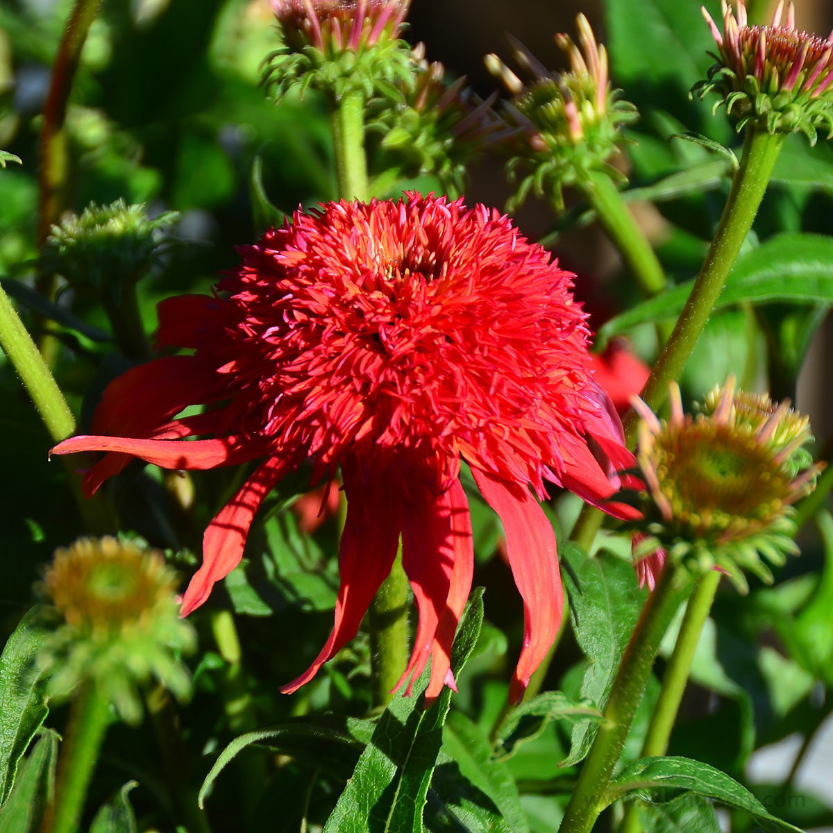 Echinacea purpurea 'Double Scoop Mandarin'