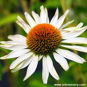 Echinacea 'Fragrant Angel'