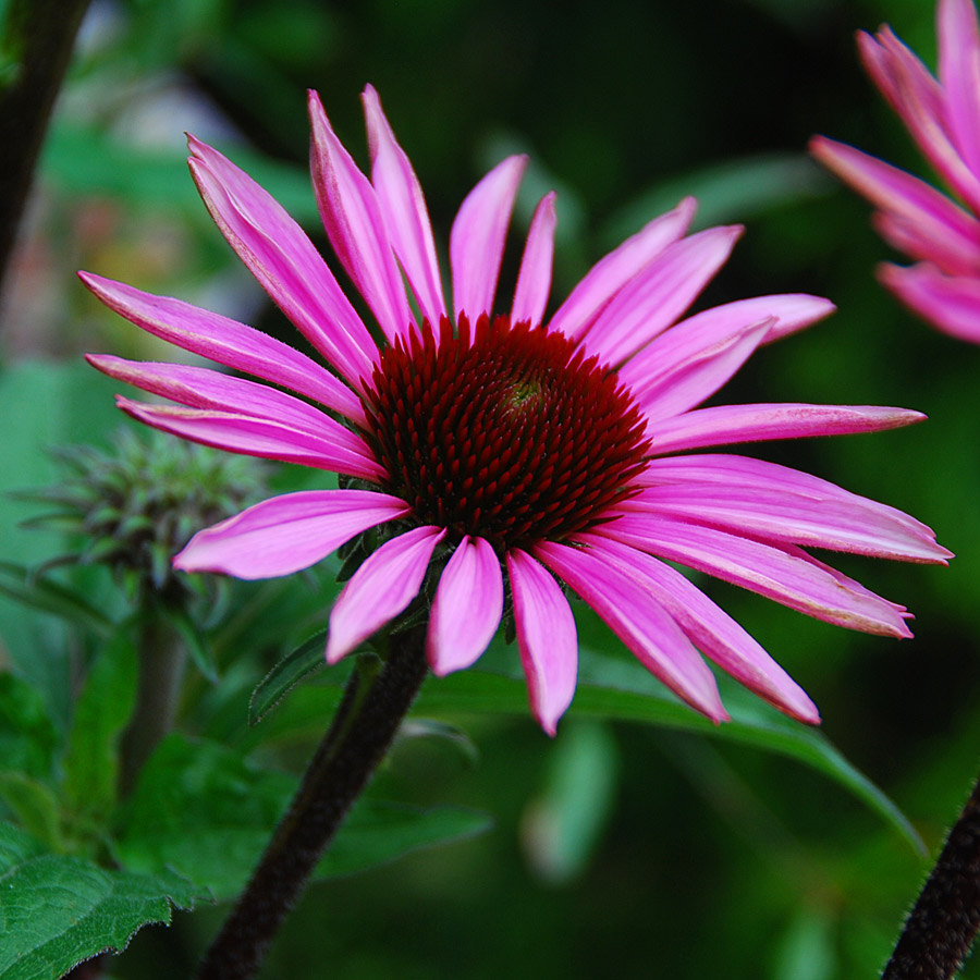 Echinacea purpurea 'Merlot'