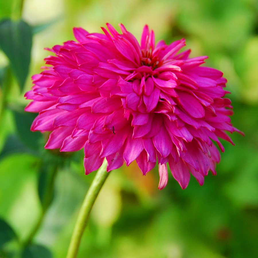 Echinacea purpurea 'Pink Poodle'