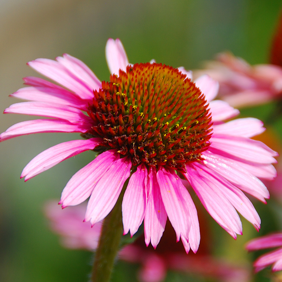 Echinacea 'Pixia Meadowbrite'