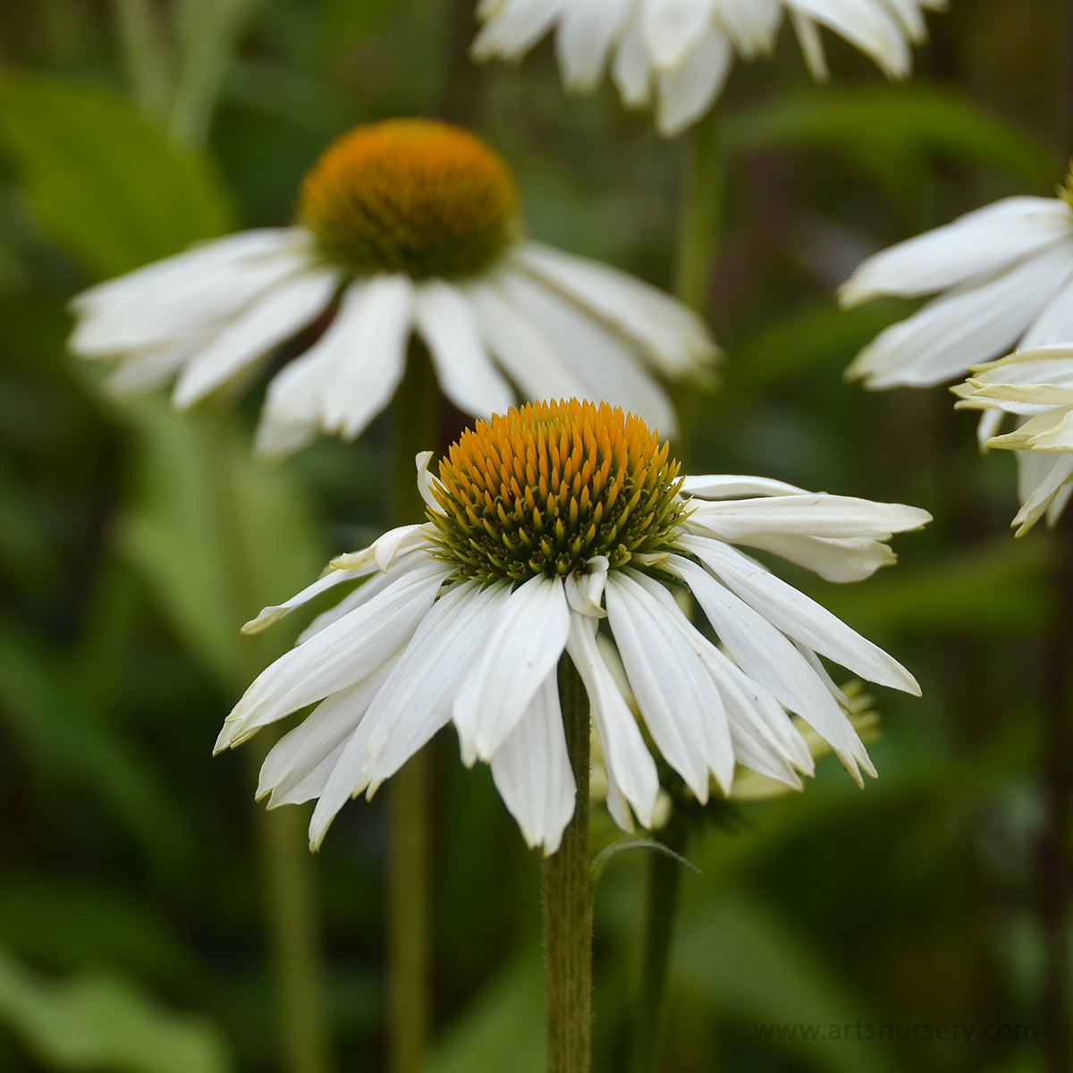 Echinacea purpurea 'Pow Wow White'