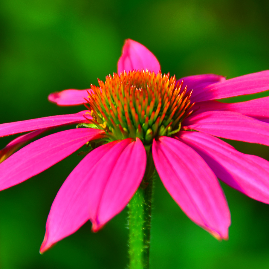 Echinacea purpurea 'Pow Wow Wildberry'