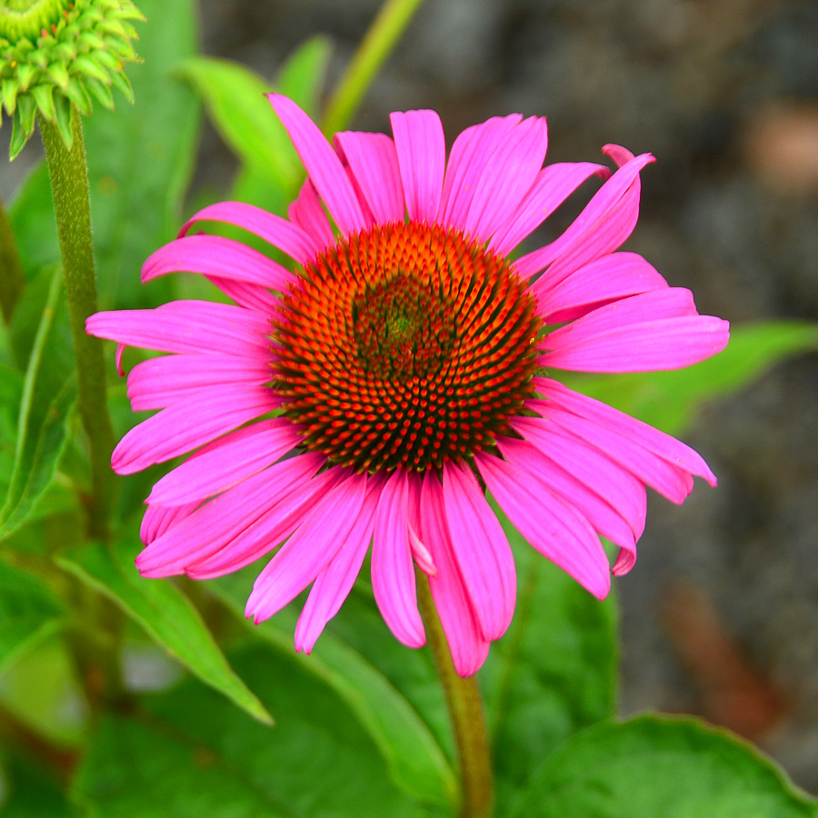 Echinacea purpurea 'Ruby Star'