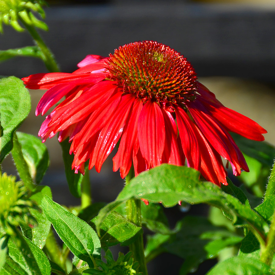 Echinacea Sombrero 'Salsa Red' 