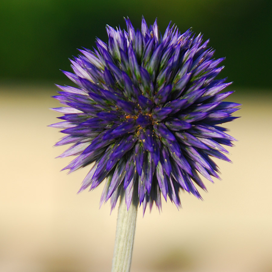 Echinops ritro 'Veitch's Blue'