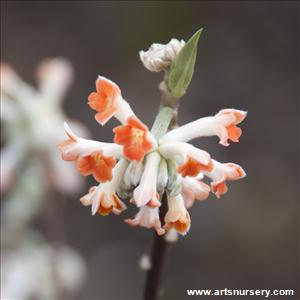 Edgeworthia chrysantha