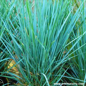 Elymus magellanicus