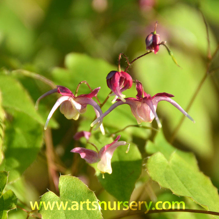 Epimedium 'Yokihi'