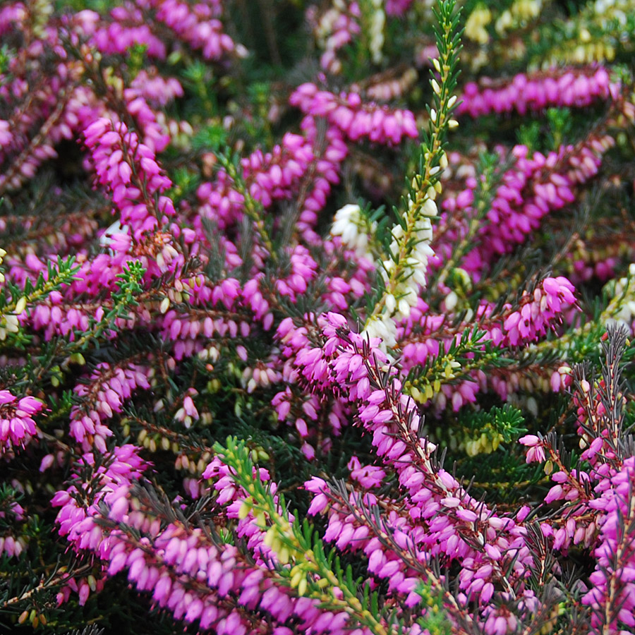 Erica X darleyensis 'Candy Stripe'