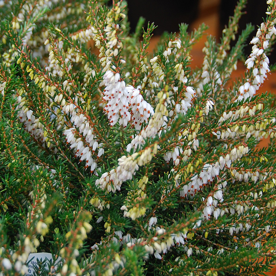 Erica x darleyensis 'Silberschmelze'