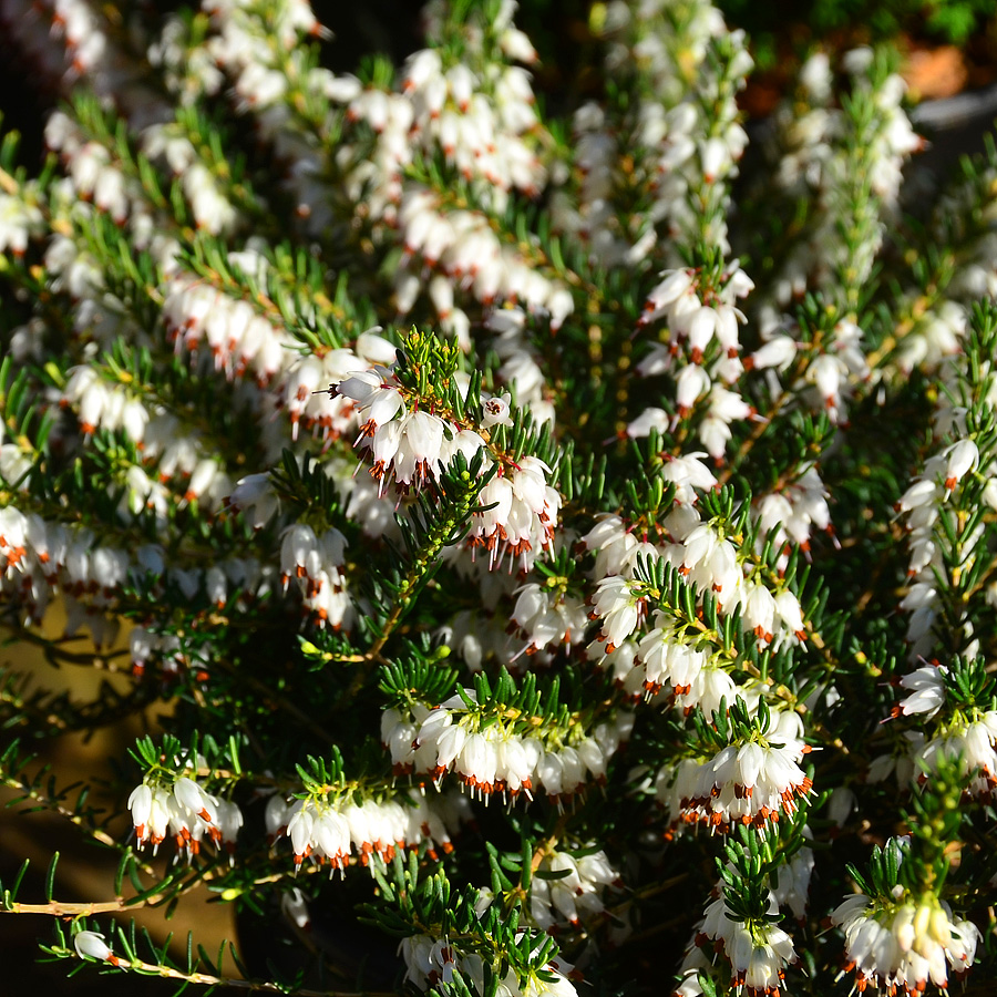 erica_x_darleyensis_alba (2).jpg