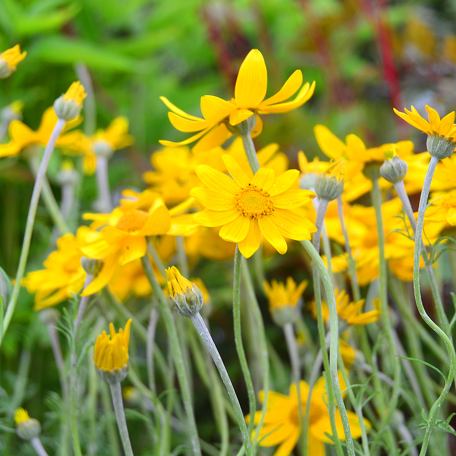 Eriophyllum lanatum 'Siskiyou'