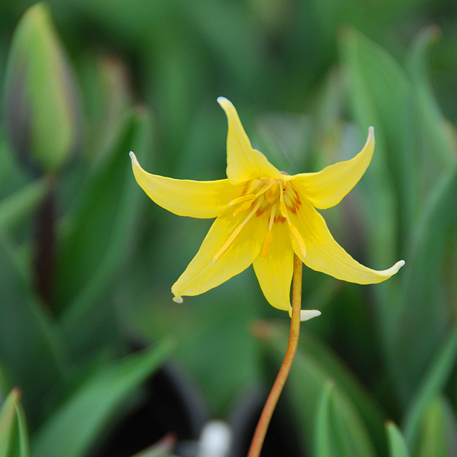 Erythronium californicum 'White Beauty'