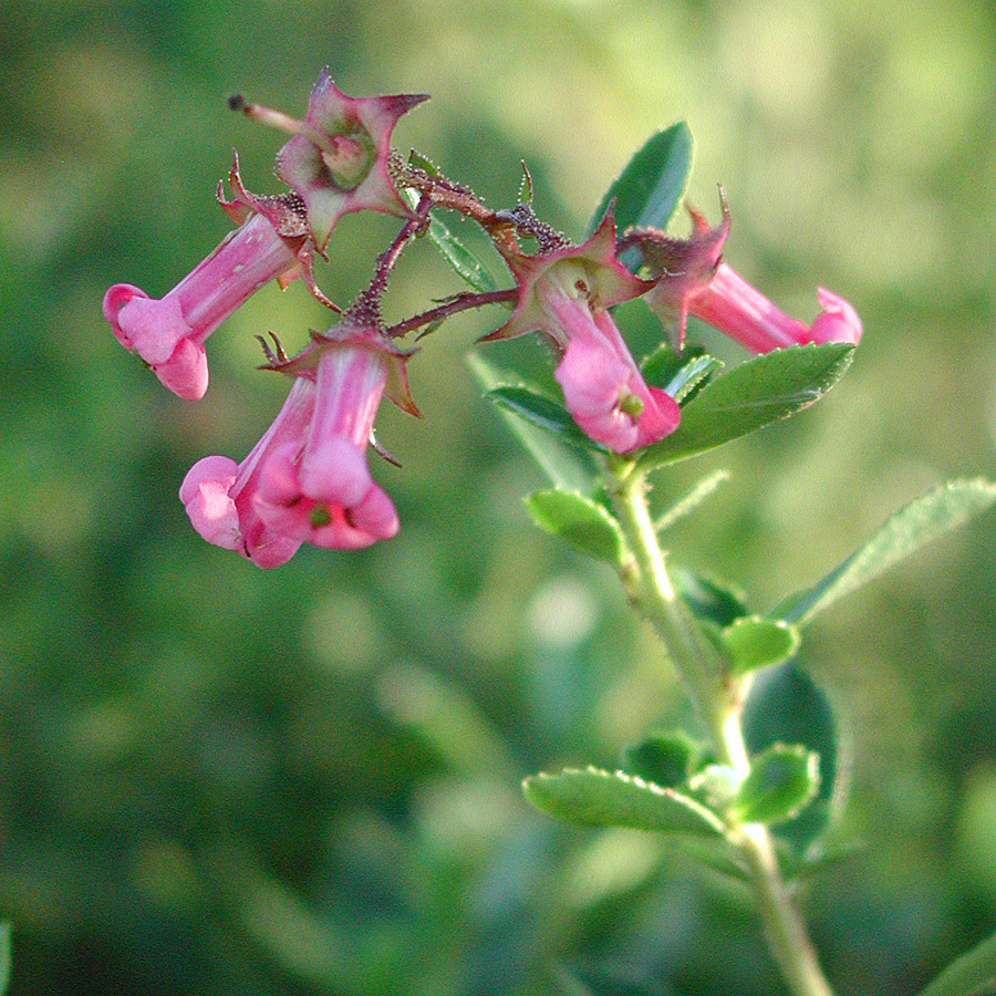 Escallonia 'Red Elf'