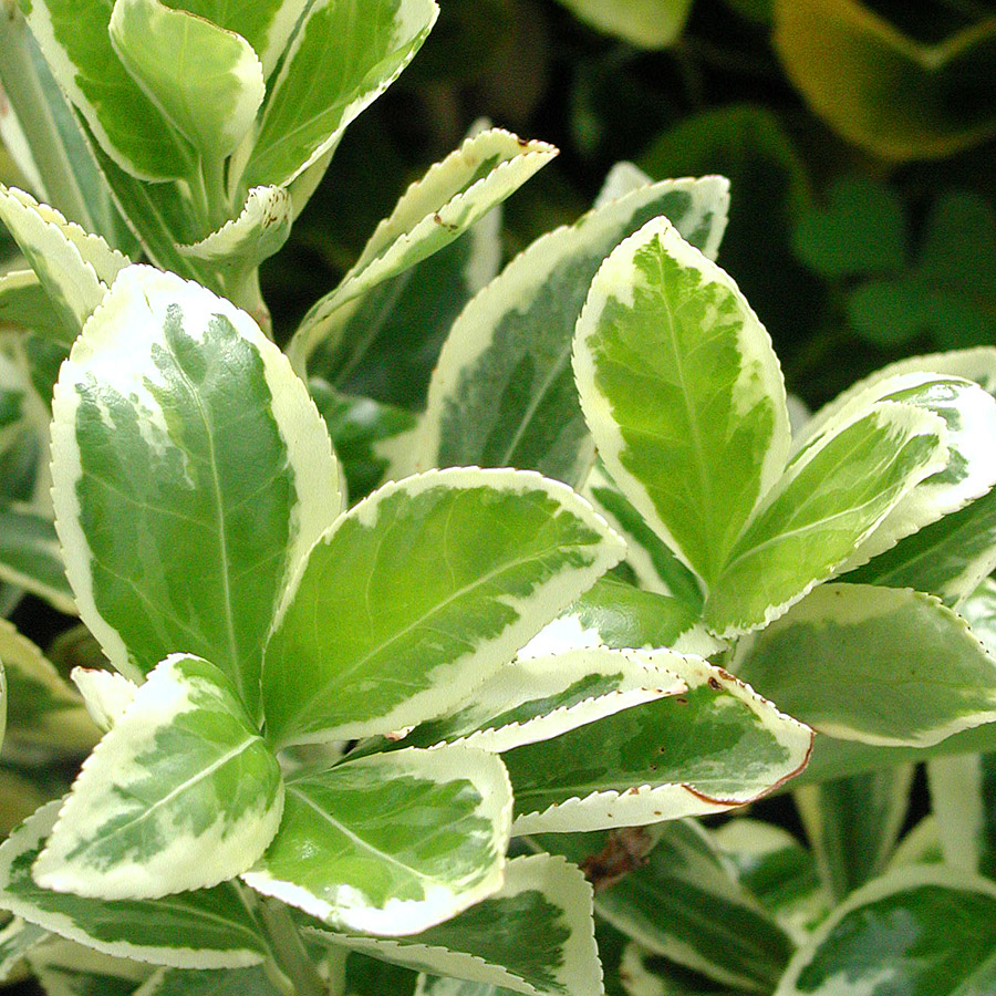 Euonymus japonicus 'Silver King'