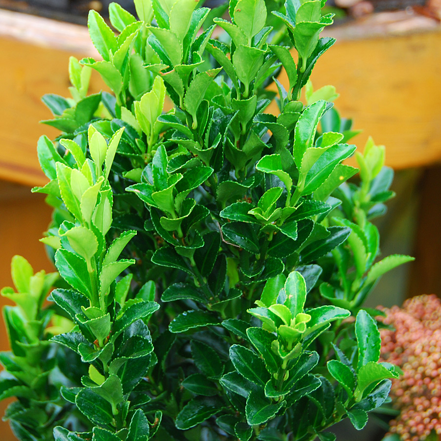 euonymus_japonica_greenspire.jpg