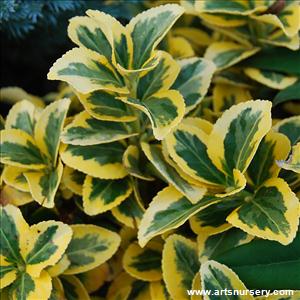 Euonymus japonicus 'Aureo-Marginatus'