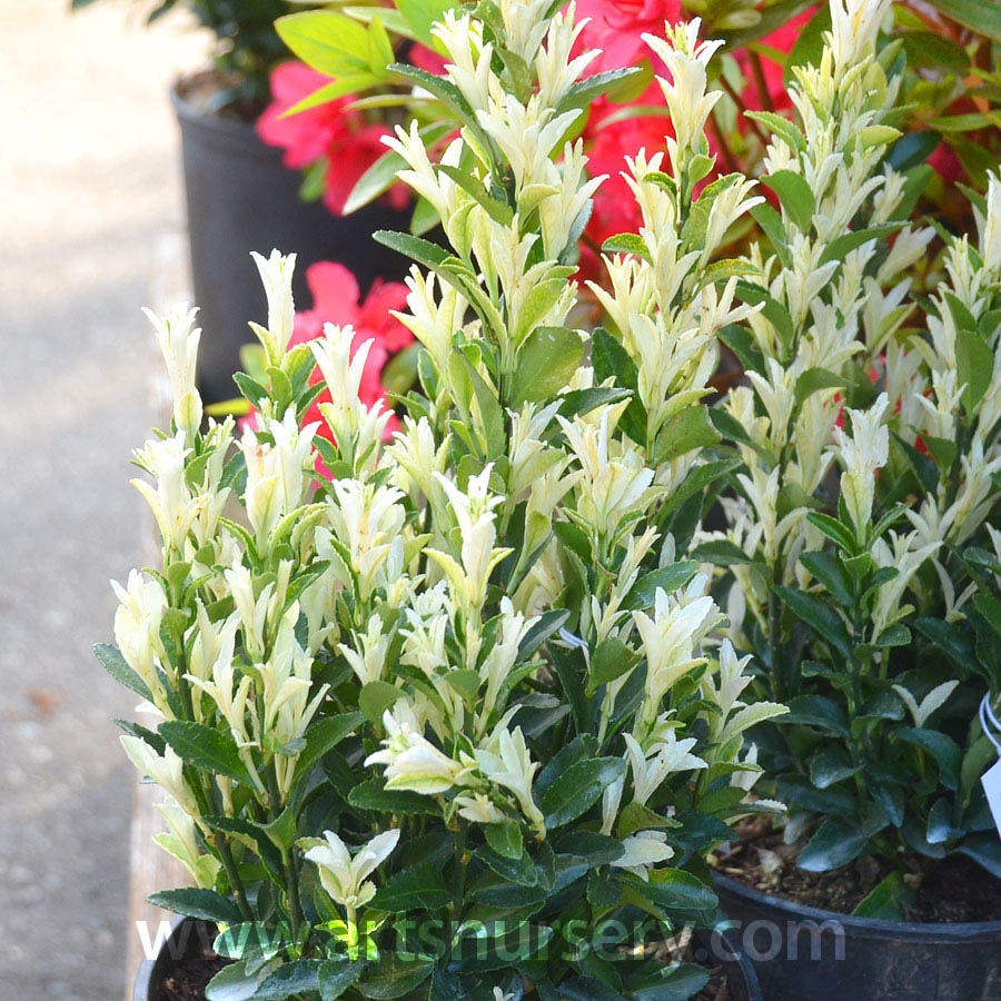 Euonymus japonicus 'Paloma Blanca' 