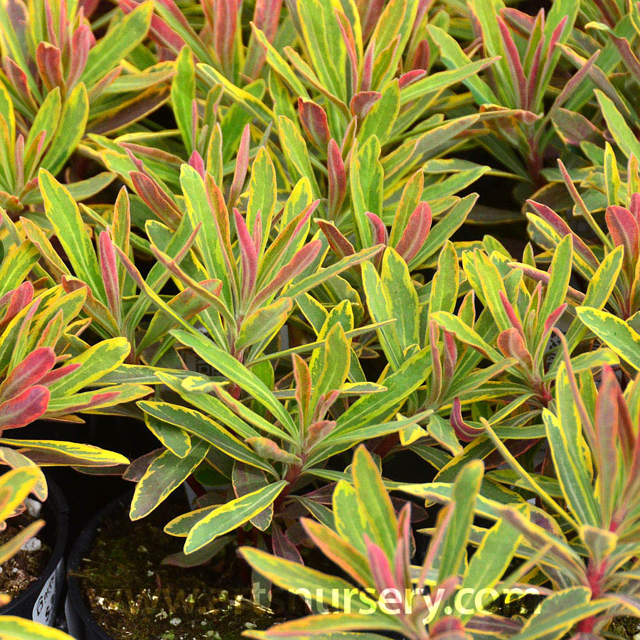 Euphorbia martinii 'Ascot Rainbow'