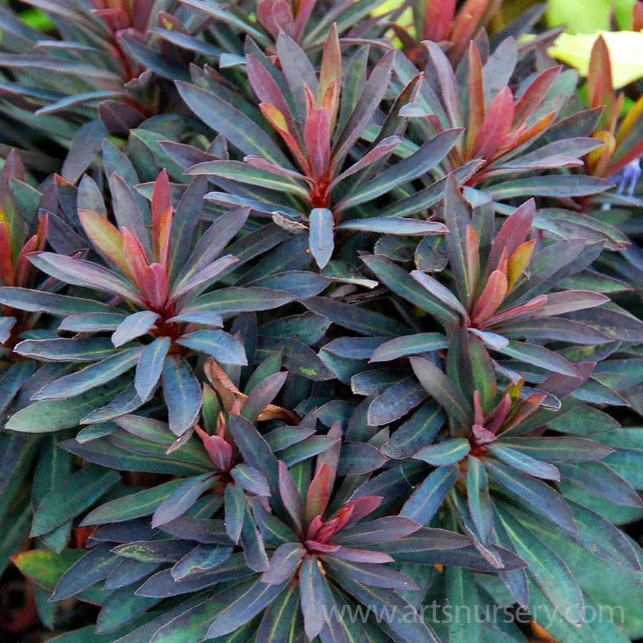 Euphorbia 'Blackbird'