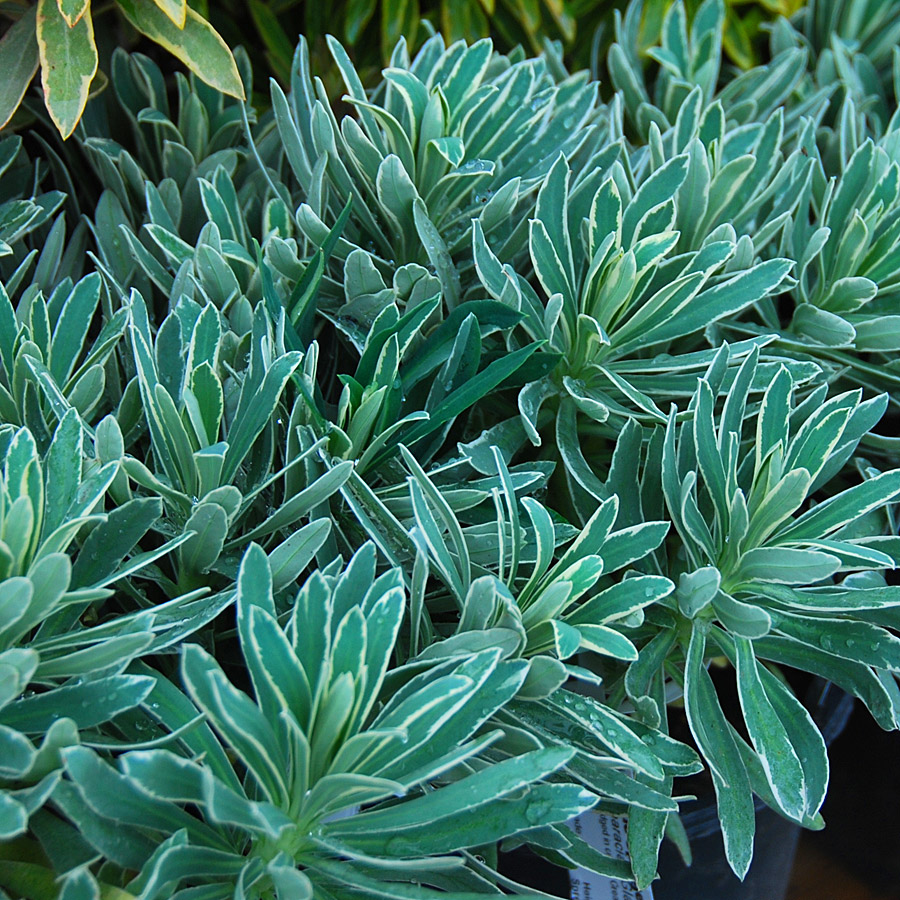 Euphorbia characias 'Glacier Blue'