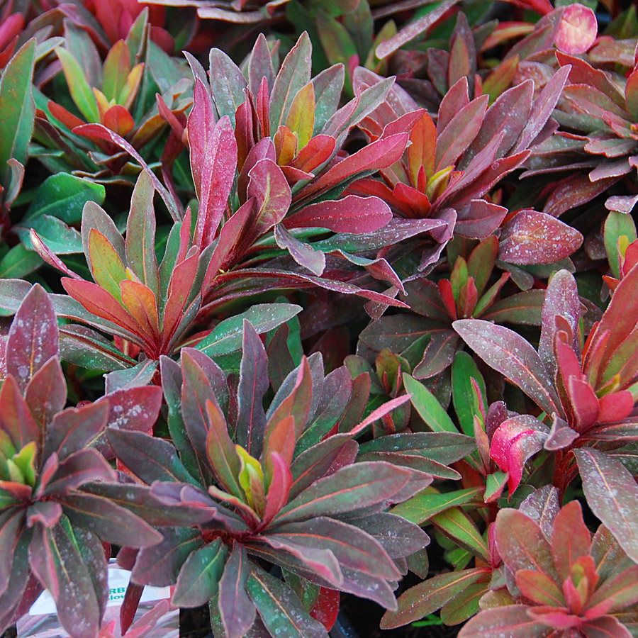 Euphorbia amygdaloides 'Golden Glory'