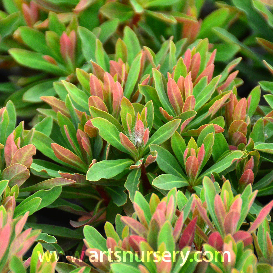 Euphorbia martinii 'Tiny Tim'