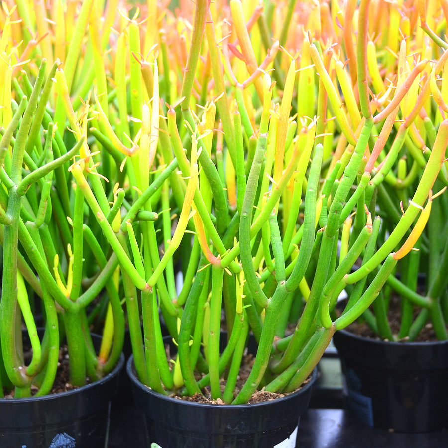 Euphorbia tirucalli 'Rosea'